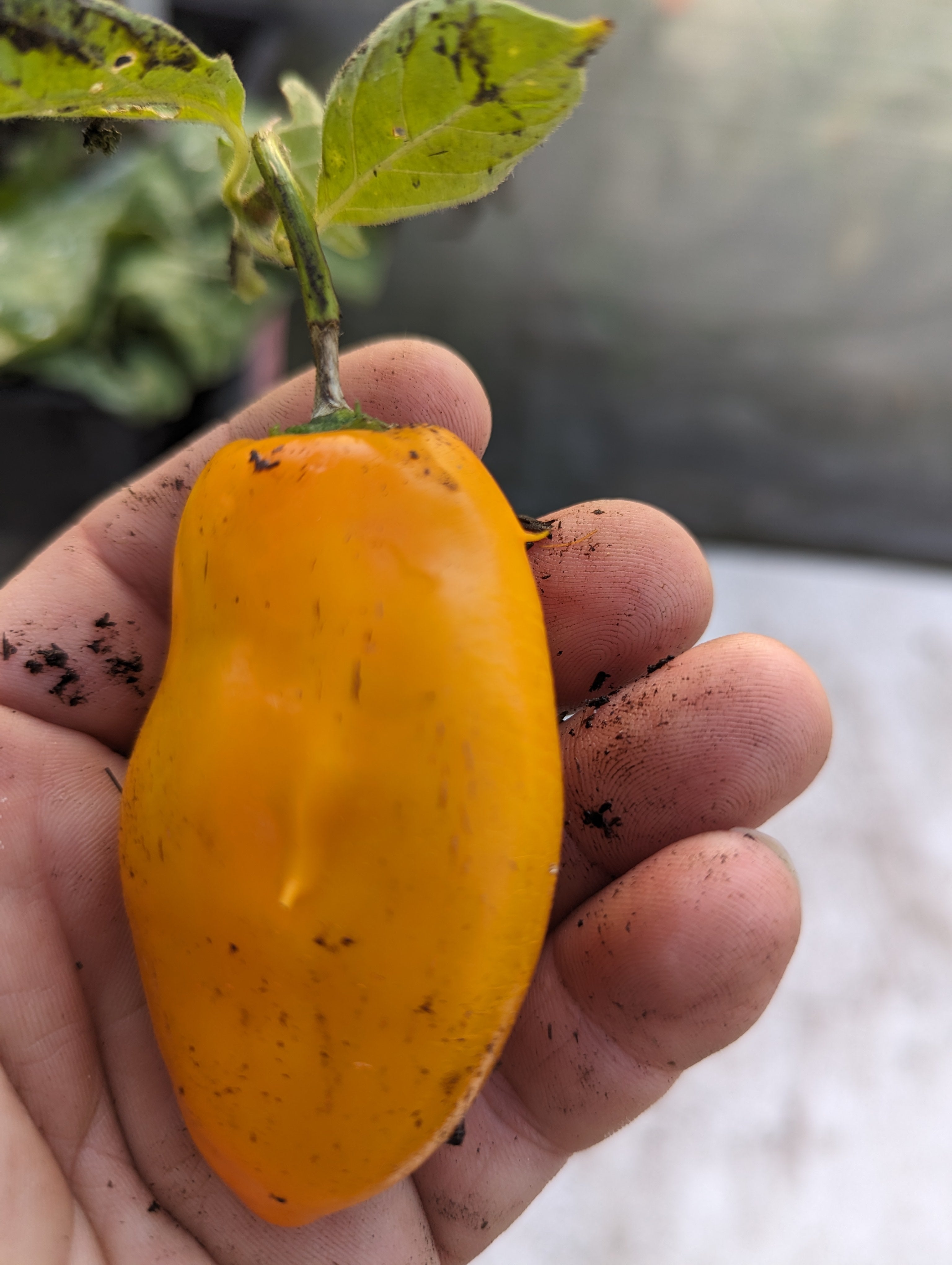 Turbo Pube Orange Rocoto Perennial Pepper – Planting Justice