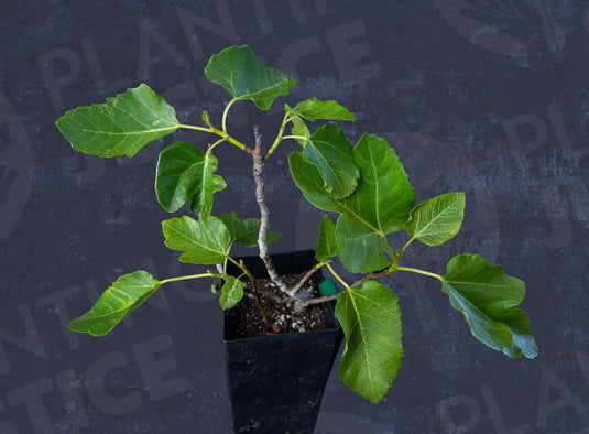 Verte Fig