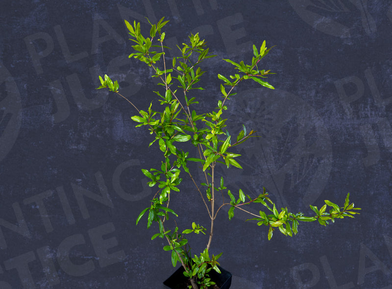 Load image into Gallery viewer, Vina Pomegranate
