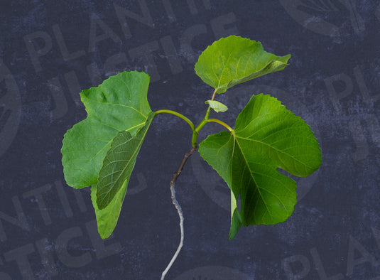 Violet Patlican Fig