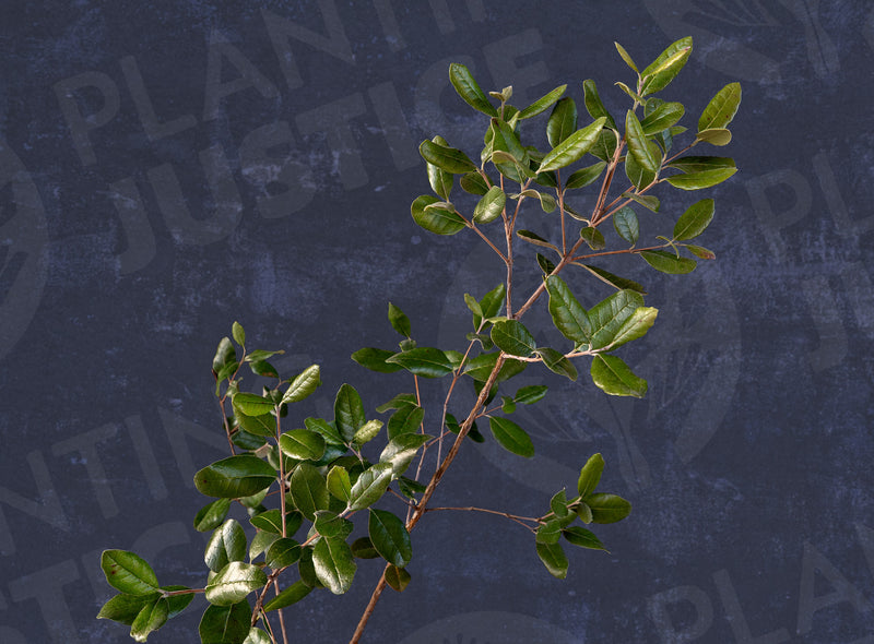 Load image into Gallery viewer, Waingaro™ Pineapple Guava (Feijoa sellowiana)
