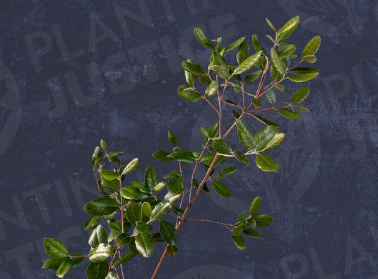 Waingaro™ Pineapple Guava (Feijoa sellowiana)