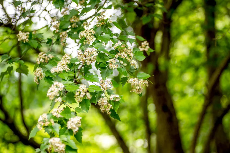 Load image into Gallery viewer, Washington Hawthorn (Crataegus Phaenopyrum)
