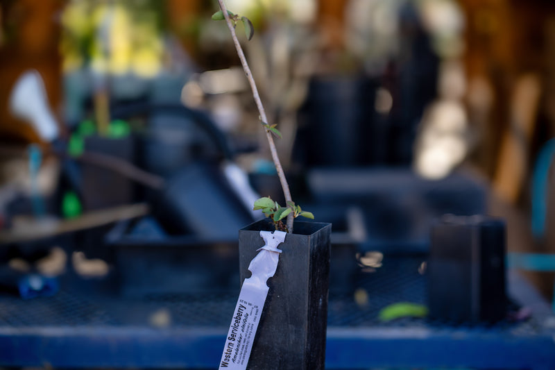 Load image into Gallery viewer, Western Serviceberry (Amelanchier alnifolia)

