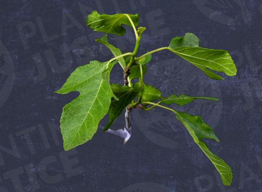 White Genoa Fig