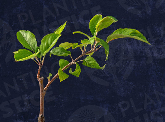 White Winter Pearmain Apple