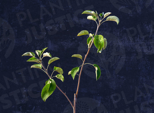 William’s Pride Apple