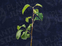Wynooche Early Apple