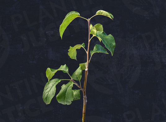 Wynooche Early Apple