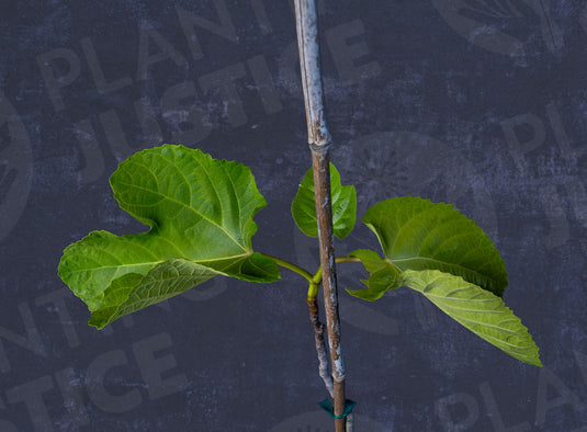 Yellow Long Neck fig