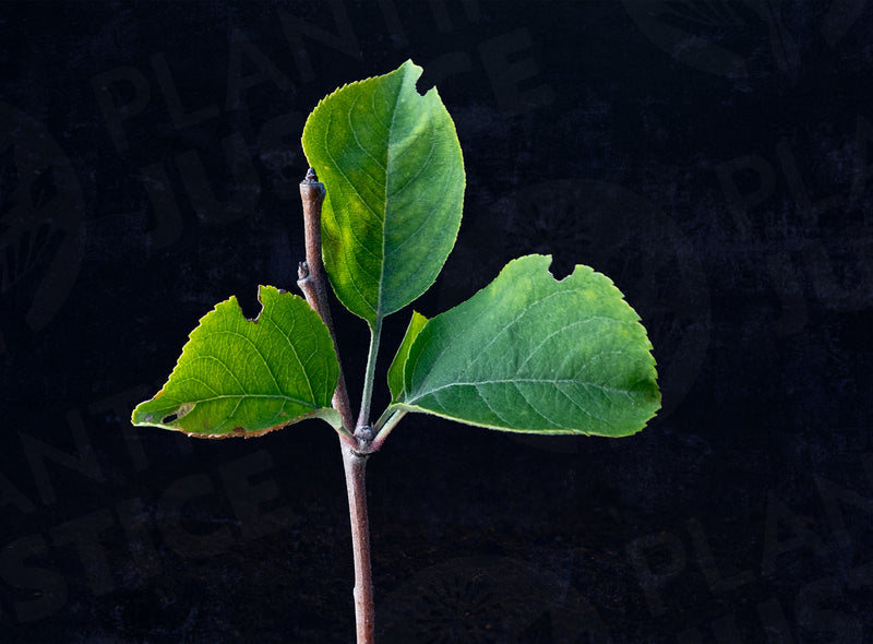 Load image into Gallery viewer, Yellow Transparent Early Apple
