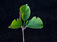 Yellow Transparent Early Apple