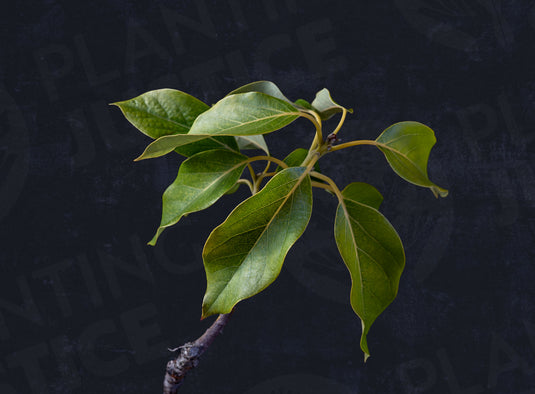 Zutano Avocado