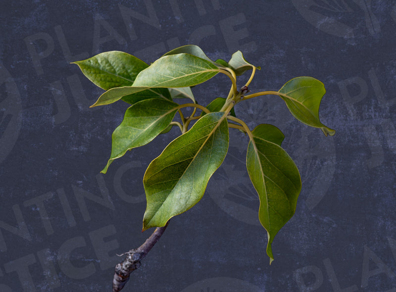 Load image into Gallery viewer, Zutano Avocado Seedlings
