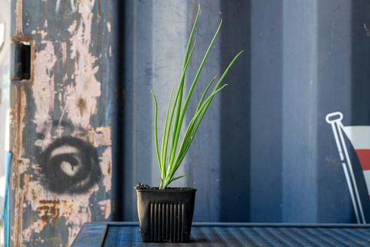 Akakai Hawaiian Perennial Bunching Onion