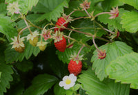 Alpine strawberry