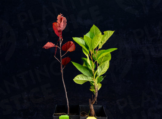 2 Plant Chokecherry Bundle