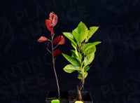2 Plant Chokecherry Bundle