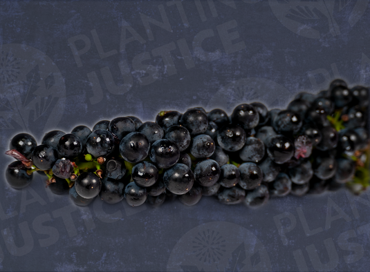 Baco Noir Grape
