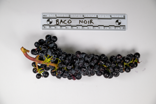 Baco Noir Grape