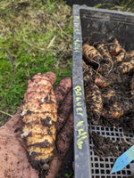 Beaver Valley Purple Sunchoke