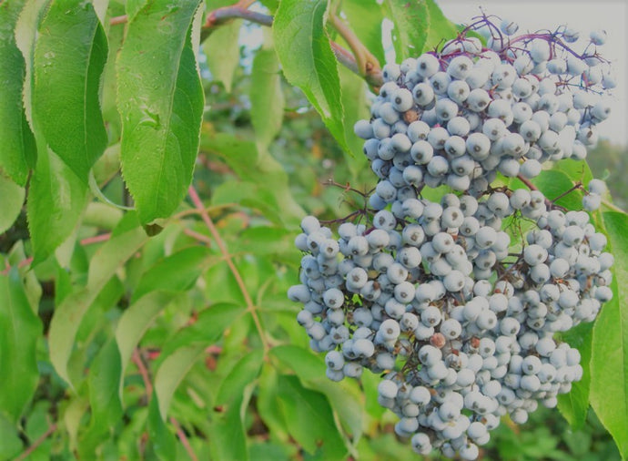 Blue Elderberry (CA)