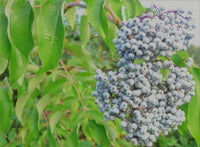 Cutting Wood of Elderberry - Blue