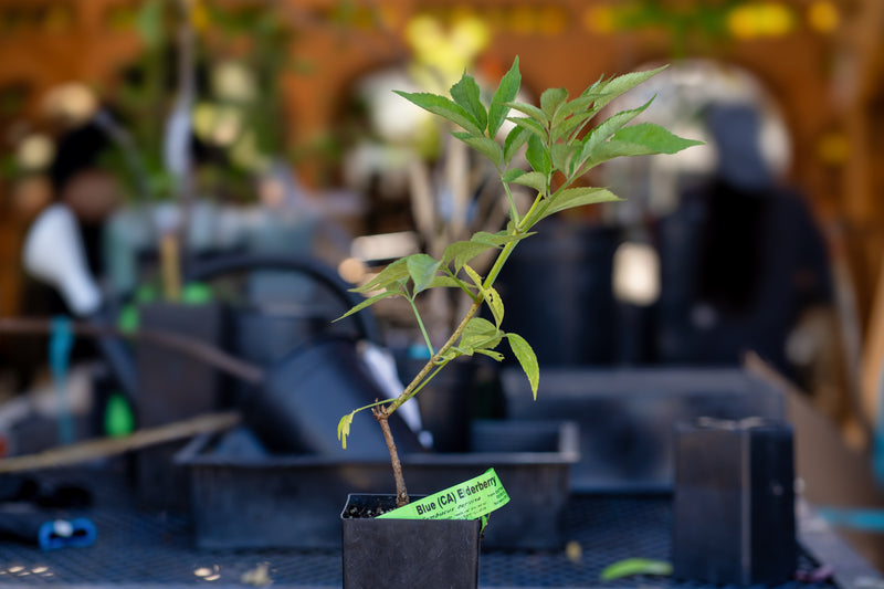 Load image into Gallery viewer, Blue Elderberry (CA)

