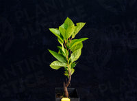 Chokecherry (NA Native)