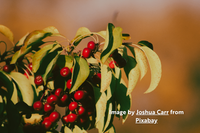 2 Plant Chokecherry Bundle