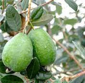 Load image into Gallery viewer, Marion Pineapple Guava
