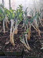 Scottish Syboe Bunching Onion