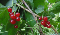 Honeywood Red Currant