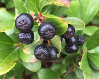 Dwarf Aronia