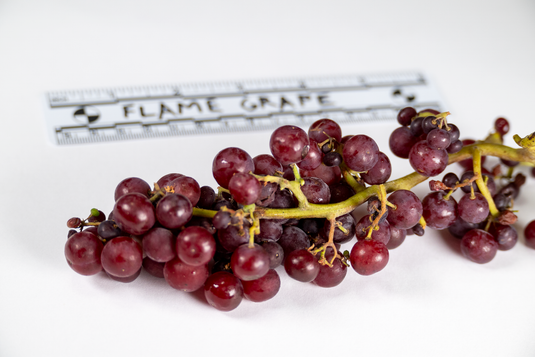 Flame Seedless Grape