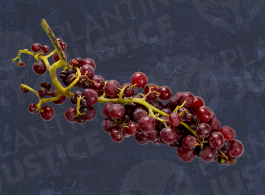 Flame Seedless Grape