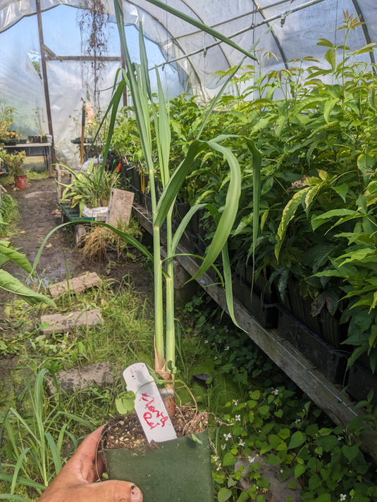 Florida Red Sugarcane