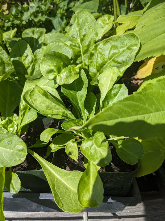 Gnarly Root Perennial Beetleaf Chard