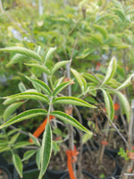 Cutting Wood of Elderberry - Goldbeere