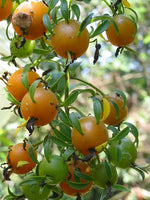 Barbados Gooseberry