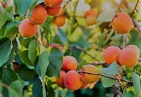 Harcot Apricot