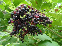 Cutting Wood of Elderberry - Haschberg