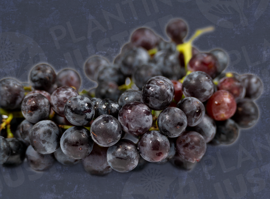 Heavenly Blue Grape