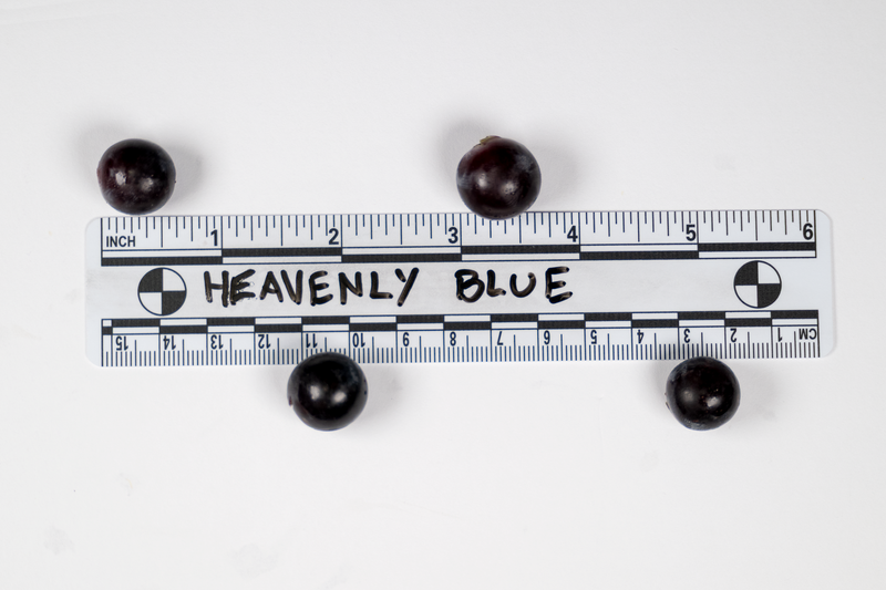 Load image into Gallery viewer, Heavenly Blue Grape
