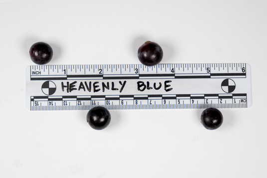 Heavenly Blue Grape