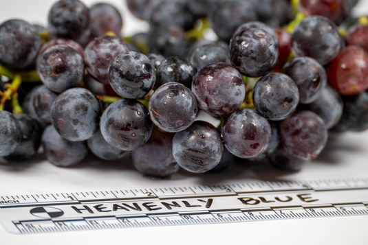Heavenly Blue Grape