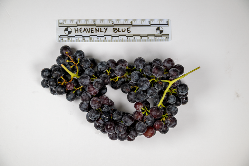 Load image into Gallery viewer, Heavenly Blue Grape

