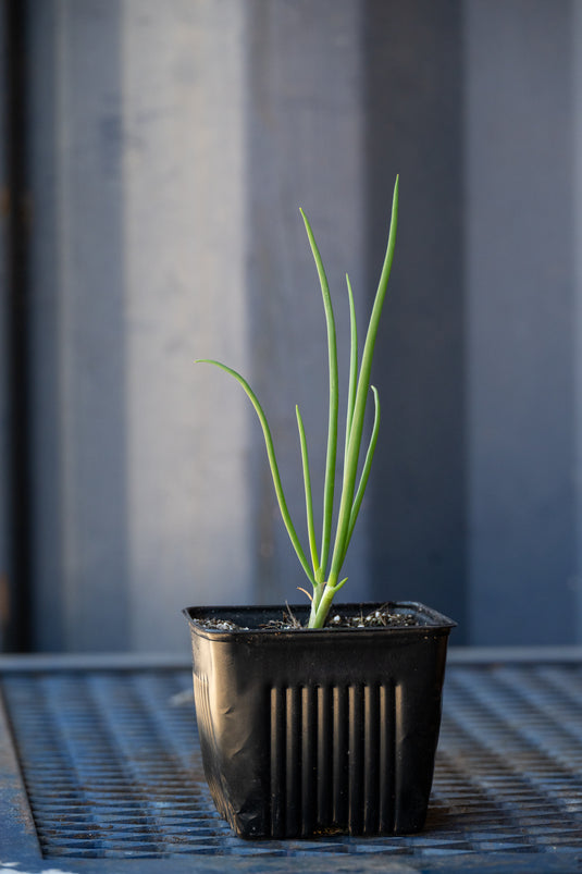 I'Itoi Perennial Bunching Onion