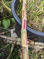 Jamaican Stripped Sugarcane