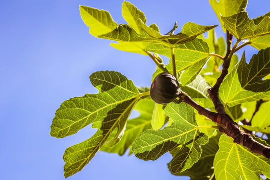 Brown Turkey Fig